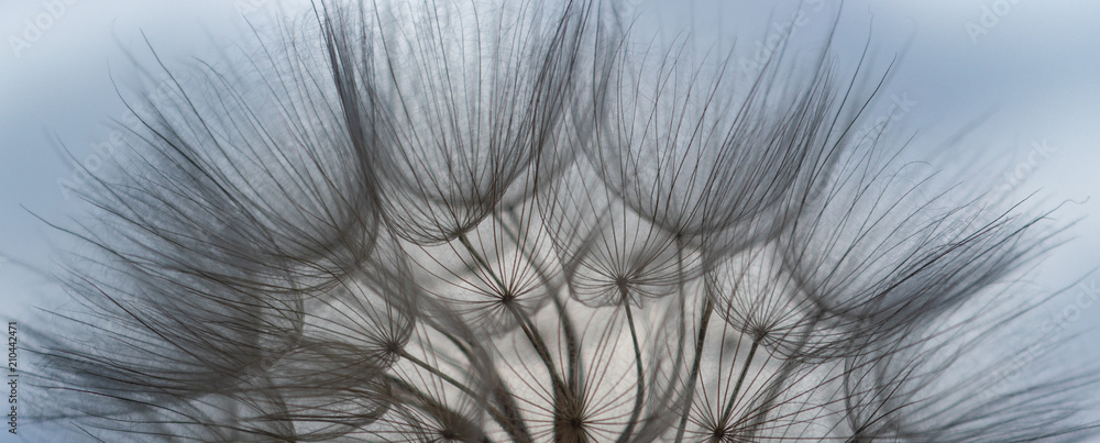 Obraz premium defocusing. dandelion flower on blue sky background