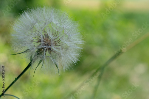defocusing. Dandelion flower on a background of green grass