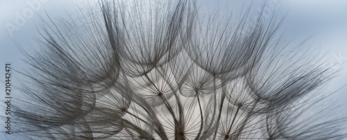 defocusing. dandelion flower on blue sky background