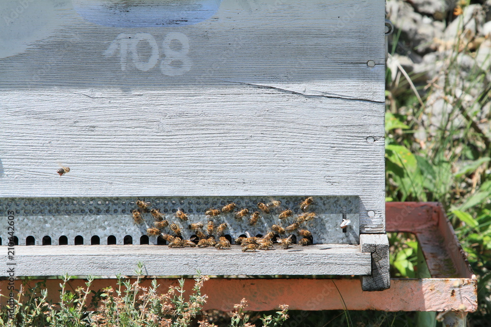 abeilles 2018/1 abeilles 2018/1