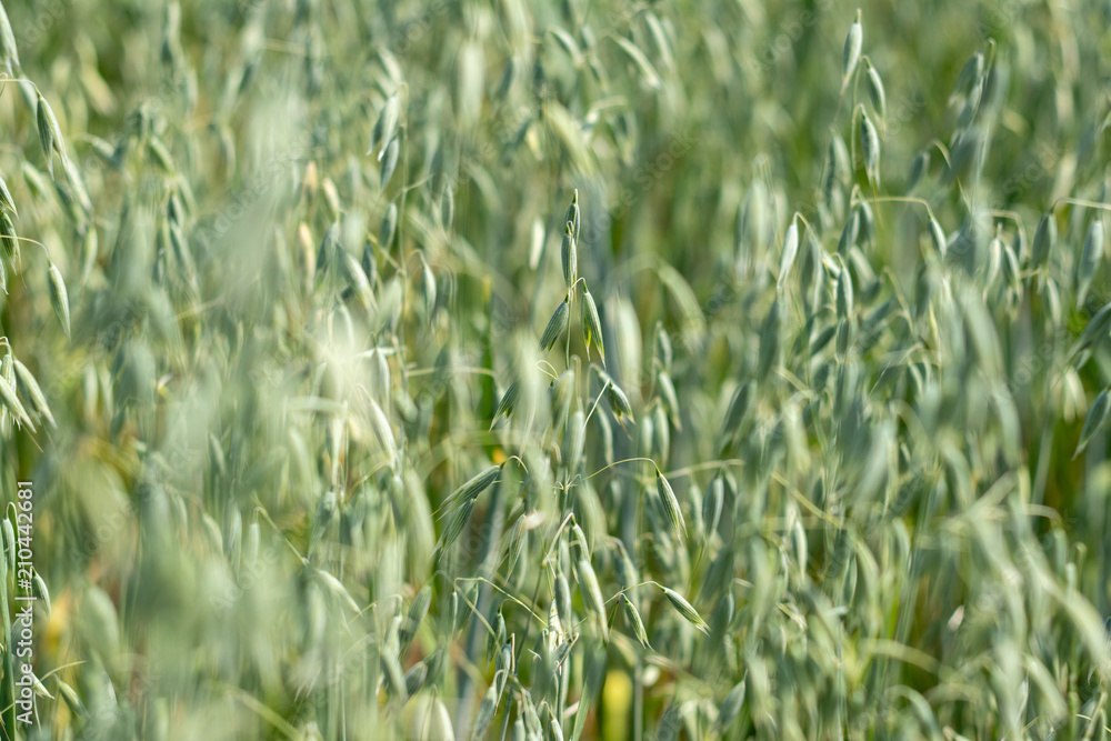 Obraz premium background. defocus. field of oats