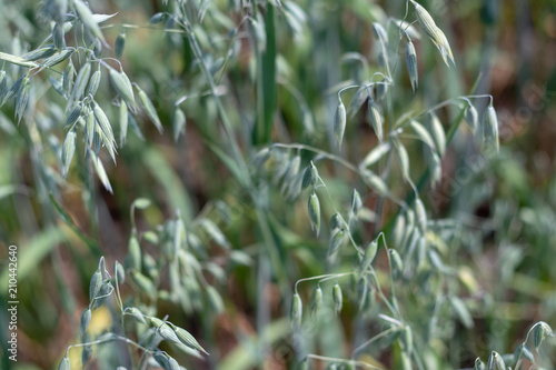 background. defocus. field of oats