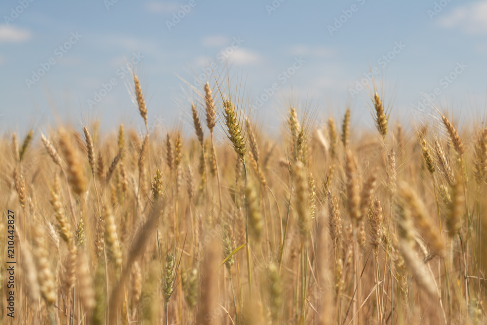 wheat field on blue sky background wheat field on blue sky background
