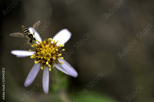 Bee on flower