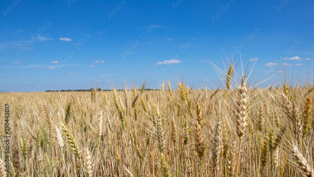 Naklejka premium wheat field on blue sky background