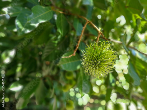 Rambutan green background blur