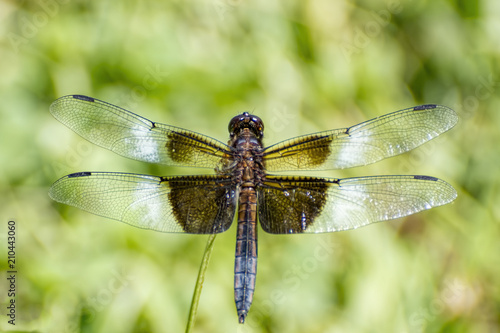 dragonfly © Randall