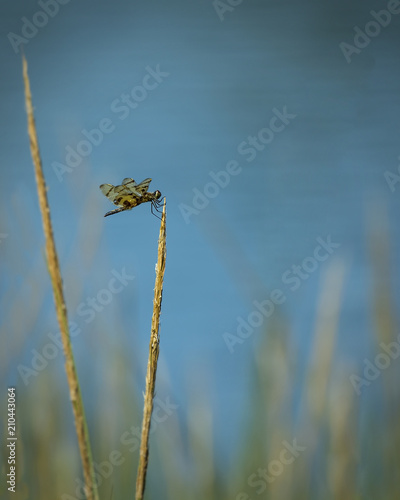 Dragonfly on wheat