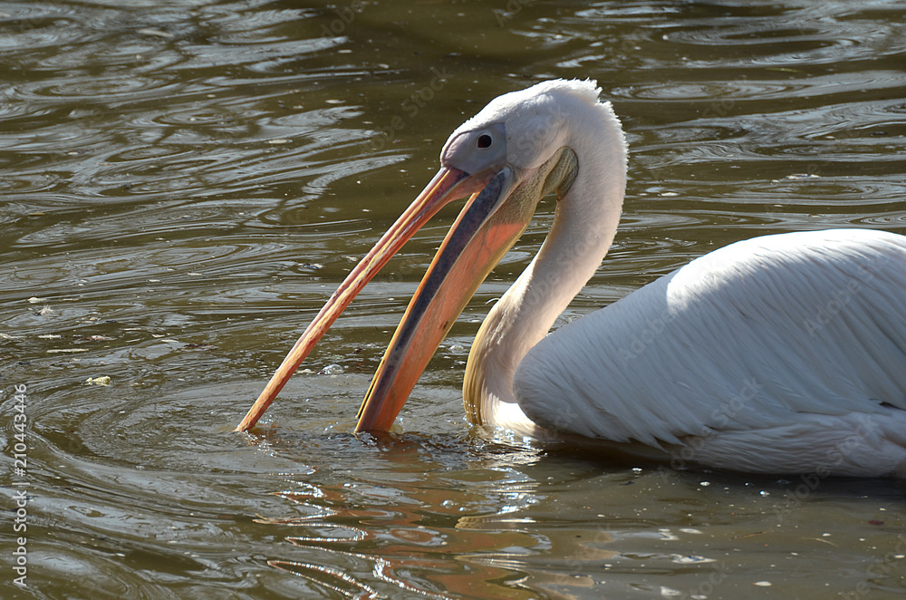 Pelikan in Tierpark