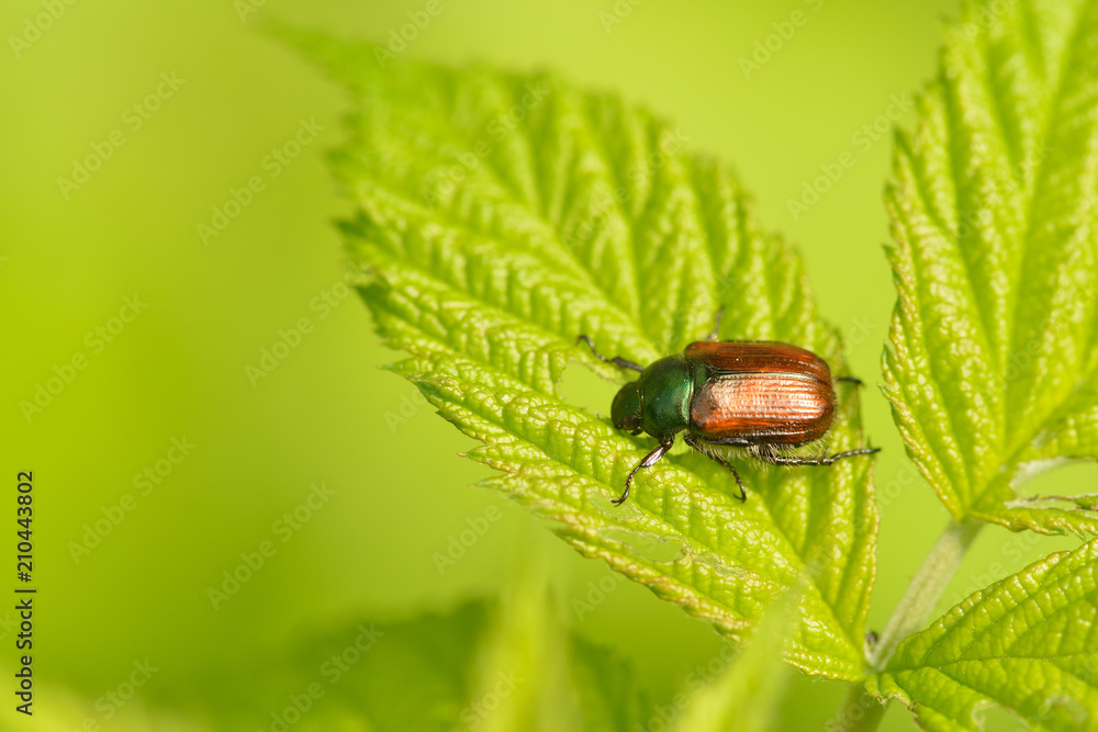 Gartenlaubkäfer auf einem Blatt