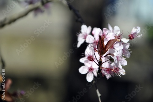 little white and pink blossom © raffaellaweb