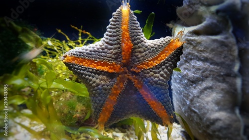 Fromia seastar in coral reef aquarium tank is one of the most amazing living decorations 