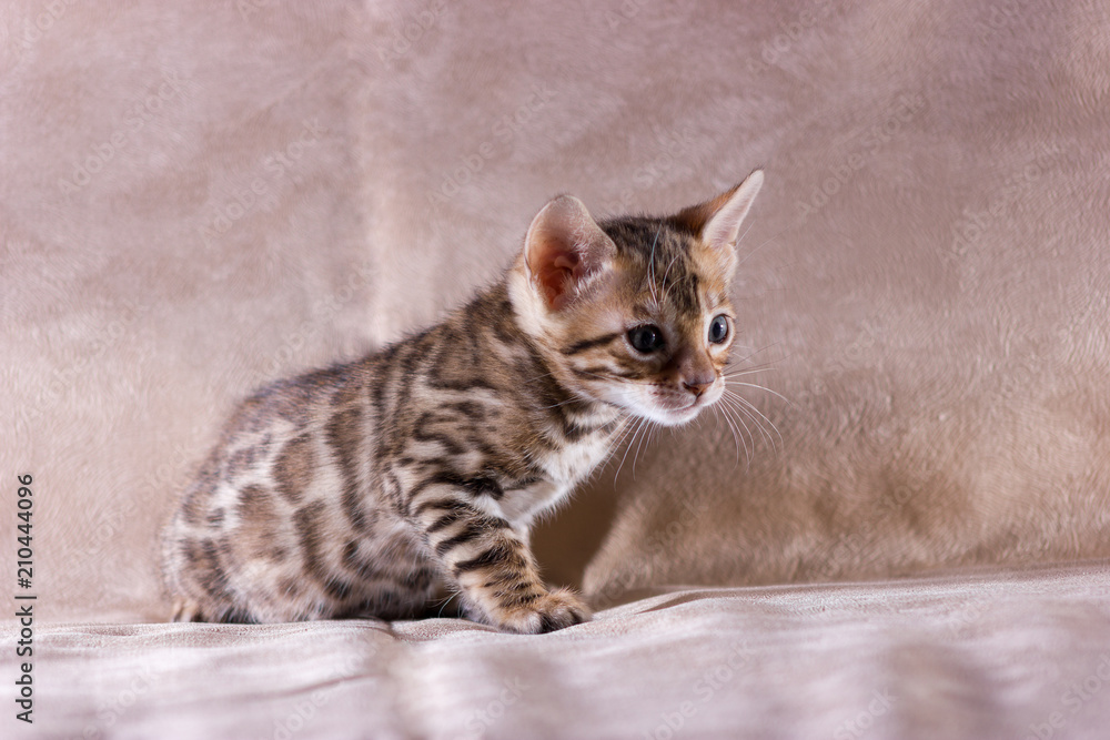 Naklejka premium Graceful bengal kitten