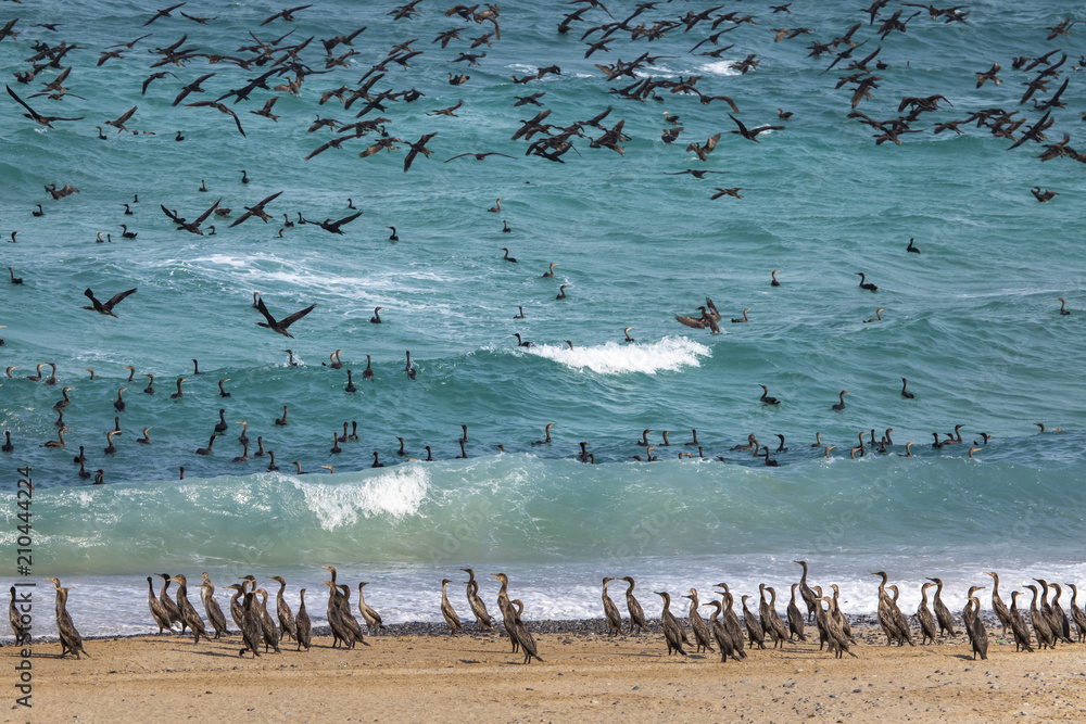 Endangered Socotra cormorant birds on a beach in Musandam Endangered Socotra cormorant birds on a beach in Musandam