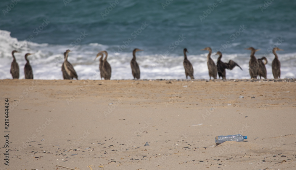 Endangered Socotra cormorant birds on a beach in Musandam