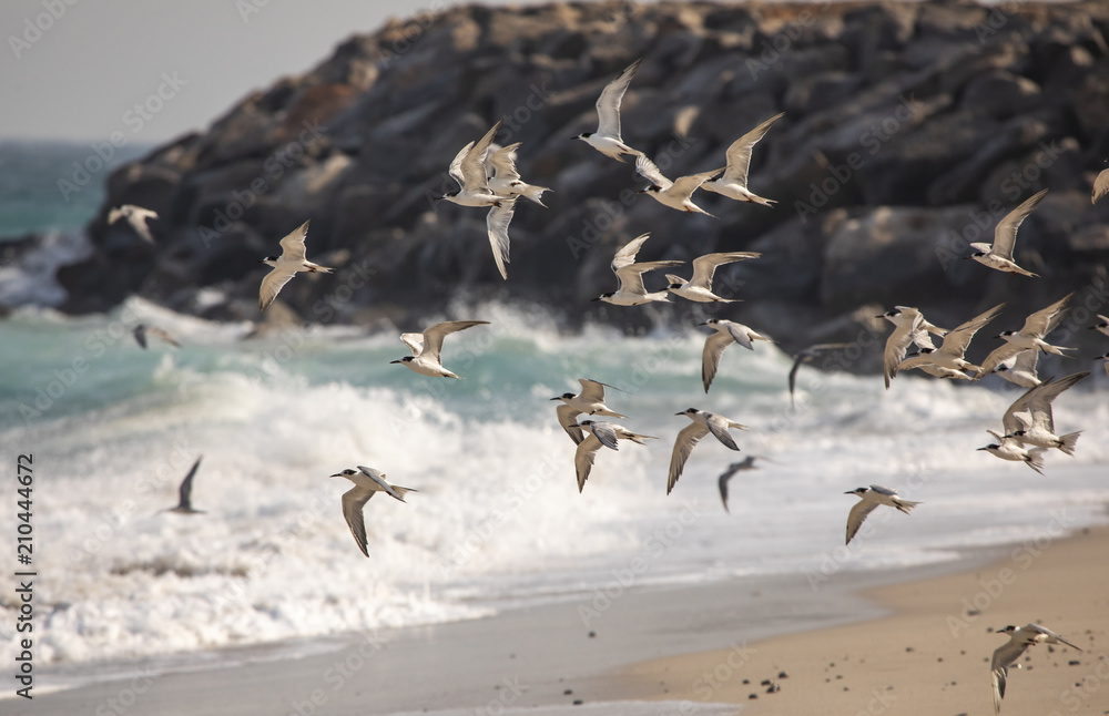 Naklejka premium seagulls and cormorant birds sharing a beach in Musandam