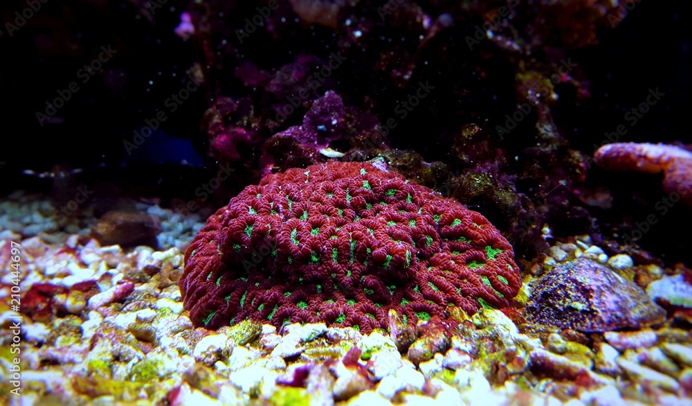 Naklejka premium Favites LPS brain coral in saltwater reef aquarium tank 