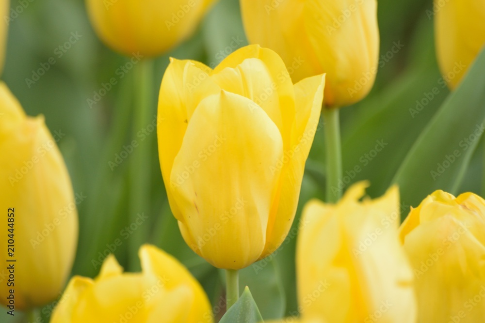 Macro details of Yellow Tulip flowers in garden Macro details of Yellow Tulip flowers in garden