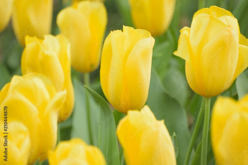 Macro details of Yellow Tulip flowers in garden Macro details of Yellow Tulip flowers in garden