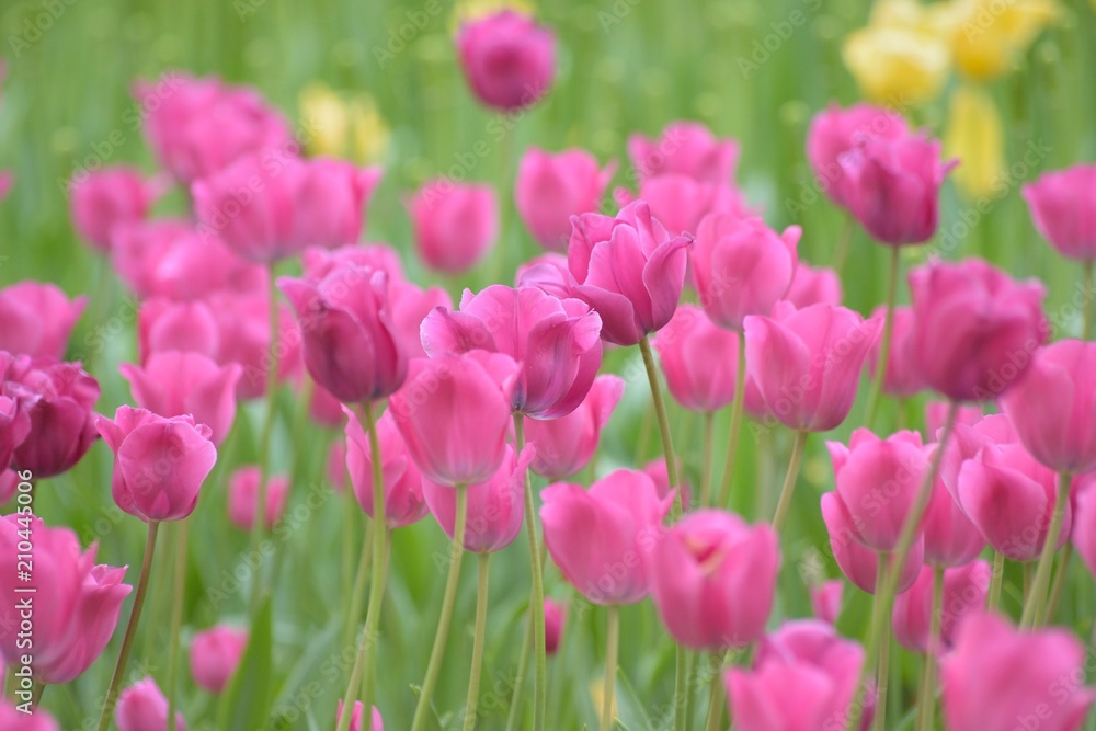 Macro details of Pink Tulip flowers in garden