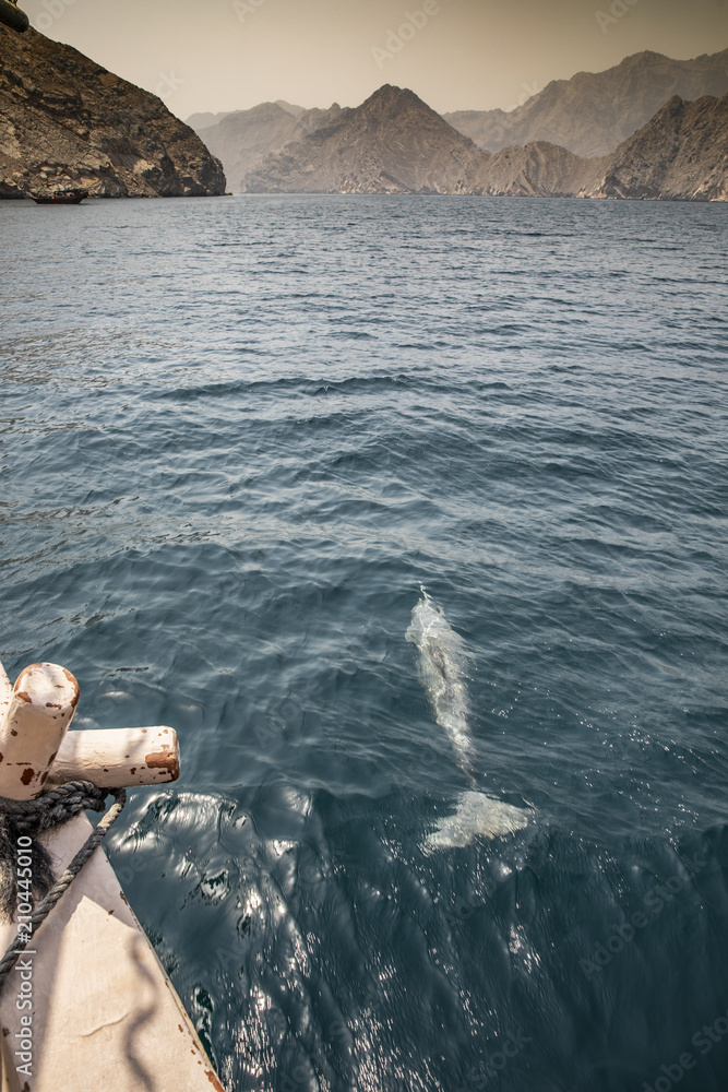 Obraz premium playful humpback dolphins in a coastal waters of Musandam Oman