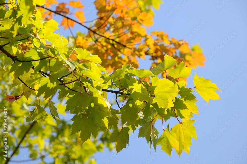 Obraz premium Maple leaves in Vancouver, Canada