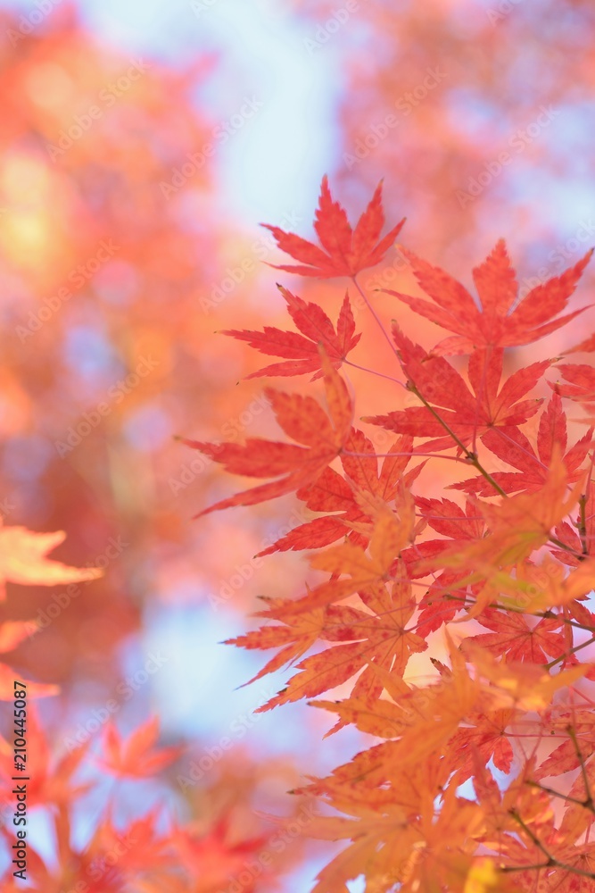 Landscape of colorful Japanese Autumn Maple leaves Landscape of colorful Japanese Autumn Maple leaves