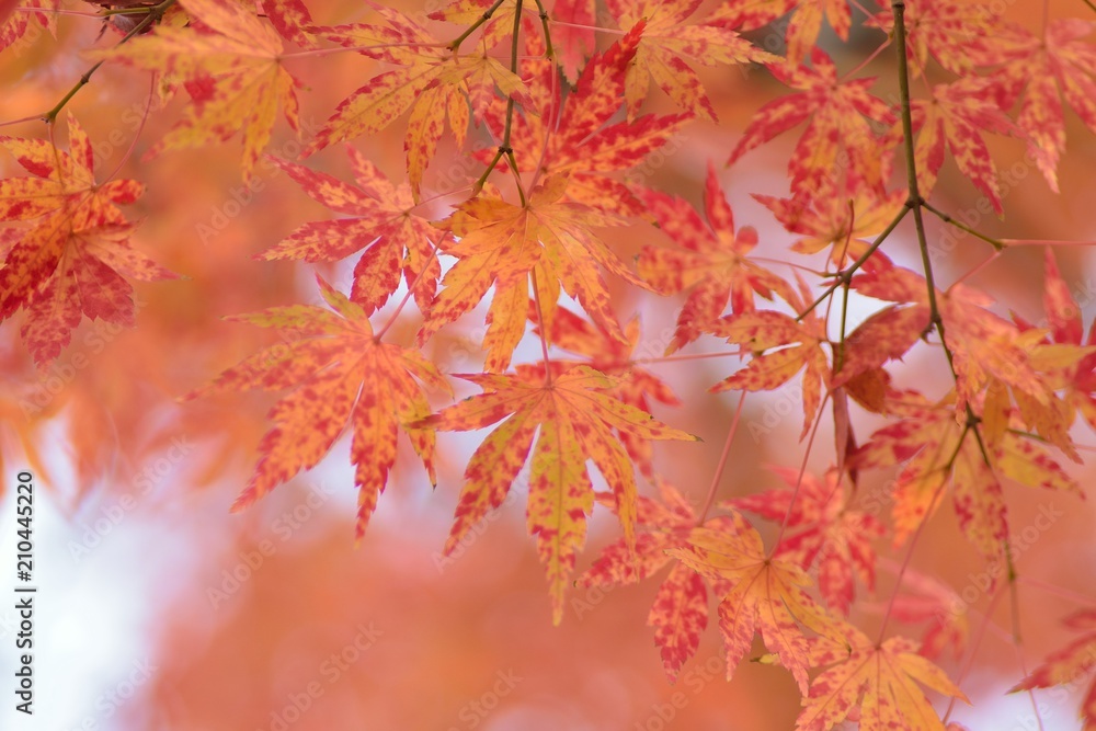 Landscape of colorful Japanese Autumn Maple leaves Landscape of colorful Japanese Autumn Maple leaves