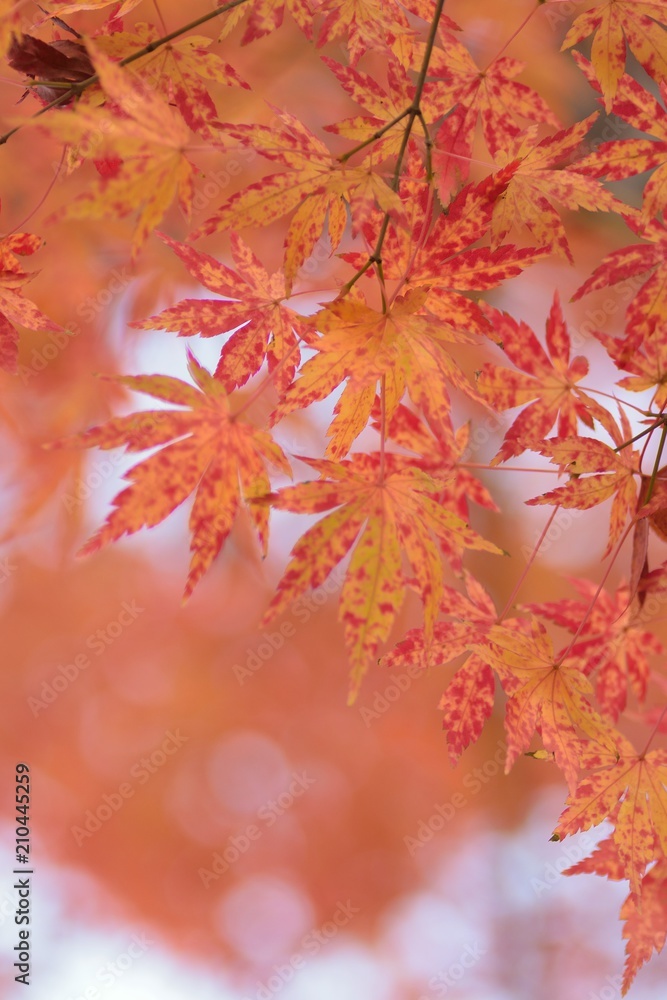 Landscape of colorful Japanese Autumn Maple leaves Landscape of colorful Japanese Autumn Maple leaves