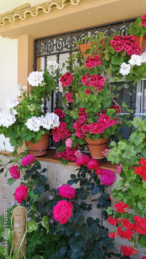 Fototapeta premium plantas y flores