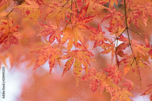 Landscape of colorful Japanese Autumn Maple leaves