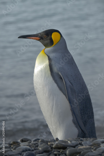 King Penguin  South Georgia Island  Antarctic