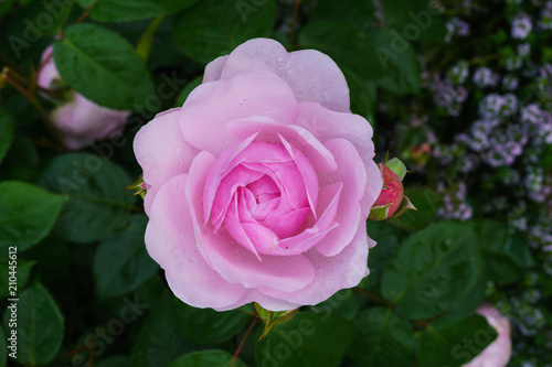 Colorful  beautiful  delicate flower rose in the garden