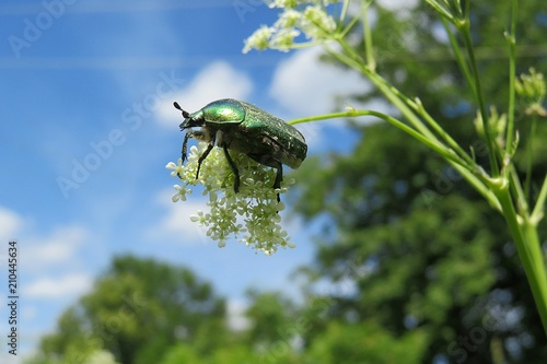 Valokuva Green chafer beetle (cetonia aurata) on blue sky background