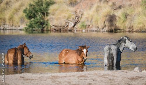 Salt River wild horses cooling off in the water
