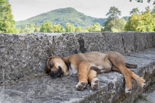 dog, animal, pet, puppy, canine, shepherd, cute, nature, mammal, brown, breed, dogs, grass, portrait, animals, domestic, malinois, german, friend, montenegro, cetinje, mountains
