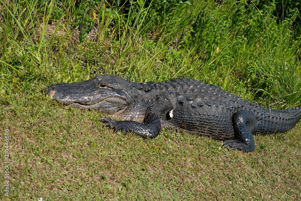 Fototapeta premium Gator