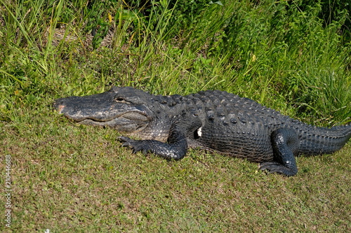 Gator