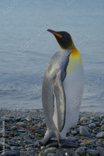 King Penguin  South Georgia Island  Antarctic