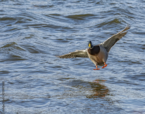 unsteady duck landing