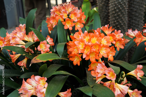 Photo of brightly orange tropical flowers in a pot.
