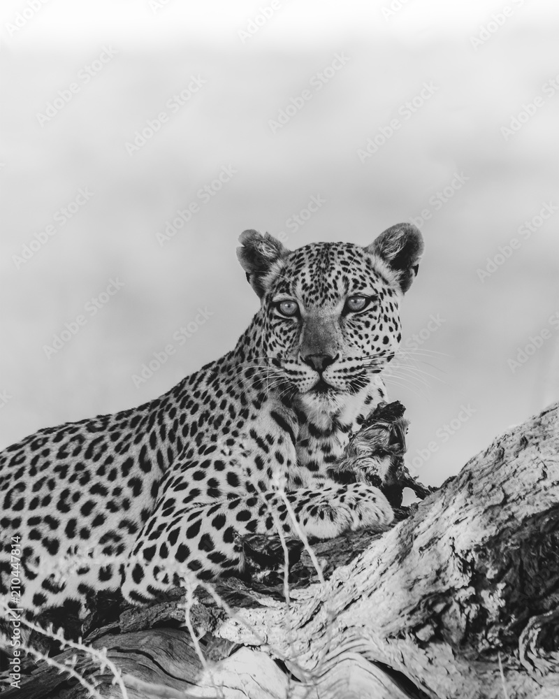 Fototapeta premium Leopard Auhab River Bed 