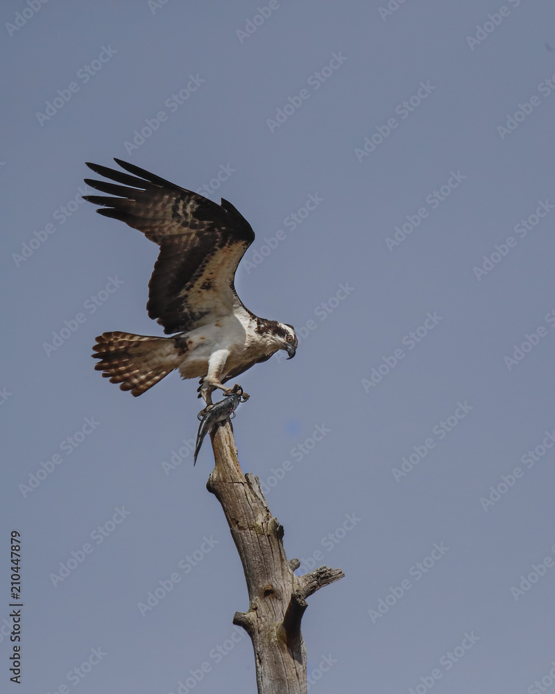 Fototapeta premium Osprey