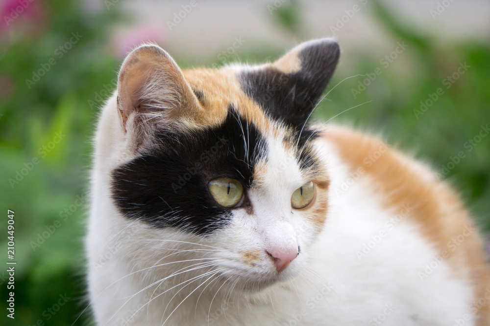 Fototapeta premium 庭の子猫