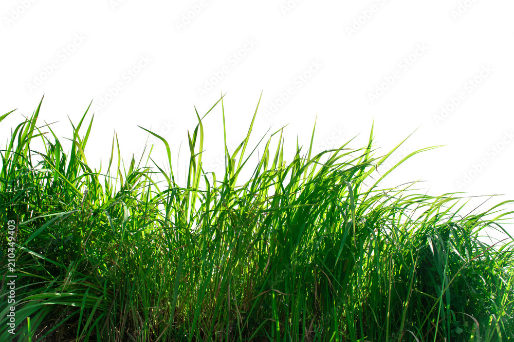 Obraz premium Green grass isolated on white background.