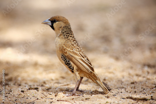 The sociable weaver (Philetairus socius), also commonly known as the common social weaver, common social-weaver, and social weaver sitting on the ground. Passerine with brown background.