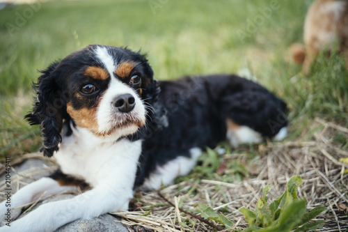 A dog is relaxing on the lawn:Cavalier