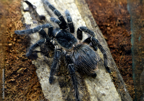 dangerous spider tarantula