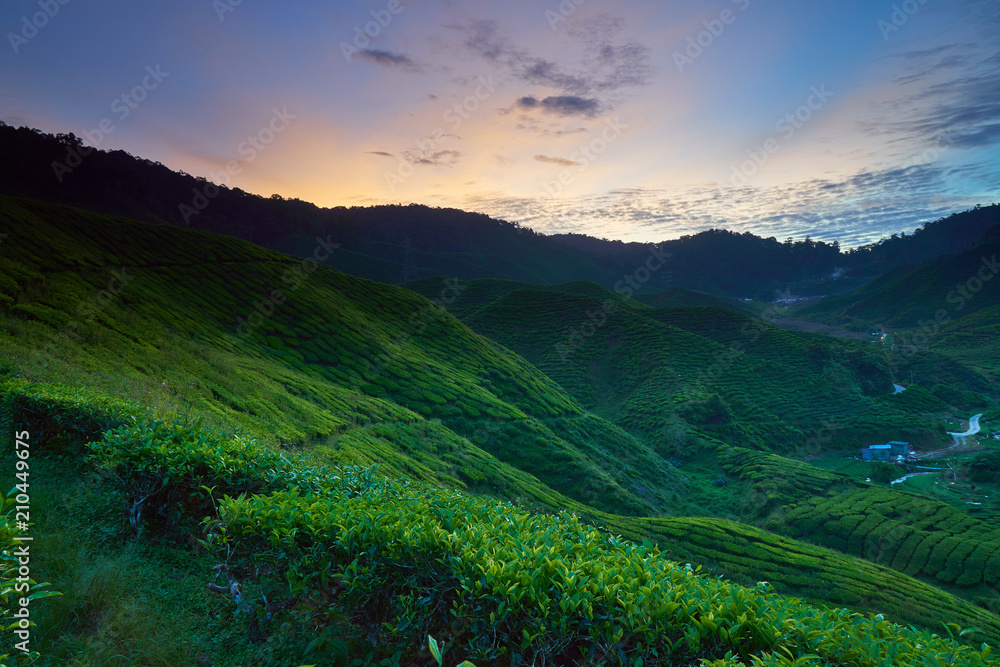 Fototapeta premium Tea plantation valley and mountains at sunrise, Cameron Highlands, Malaysia