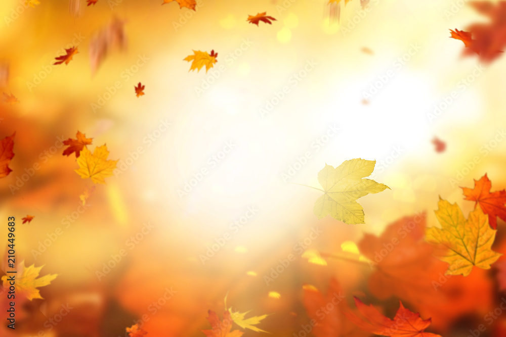 Herbsthintergrund  - obrazy, fototapety, plakaty 